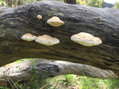 Truncospora ochroleuca