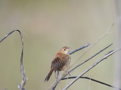 Cistothorus platensis