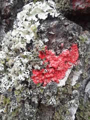 Herpothallon rubrocinctum