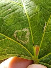 Phyllonorycter lucetiella