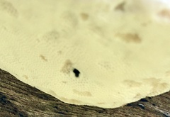 Truncospora ochroleuca