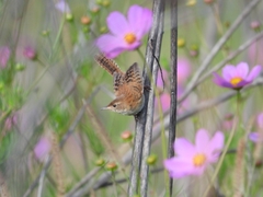 Cistothorus platensis