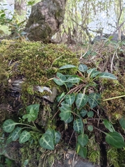 Shortia rotundifolia