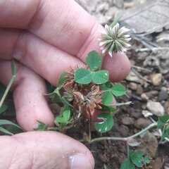 Trifolium amabile