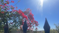 Bougainvillea glabra