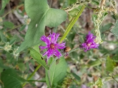 Vernonia baldwinii