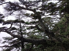 Tsuga chinensis