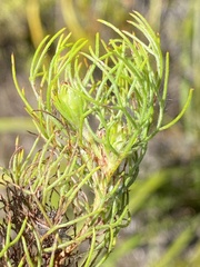 Serruria inconspicua