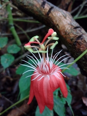 Passiflora vitifolia