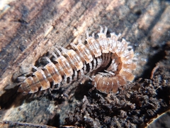 Polydesmus angustus