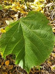 Phyllonorycter lucetiella