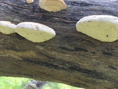 Truncospora ochroleuca