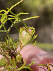 Serruria inconspicua