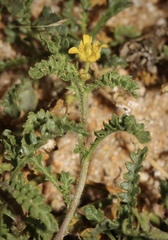 Rorippa subumbellata