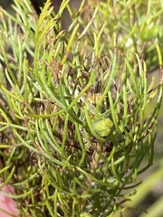 Serruria inconspicua