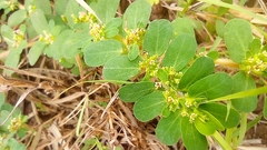 Euphorbia mendezii