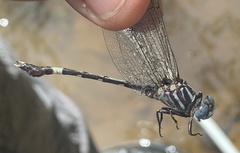 Phyllogomphoides pacificus