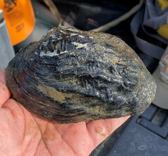 Arcidens confragosus