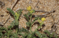 Rorippa subumbellata