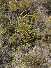 Serruria inconspicua