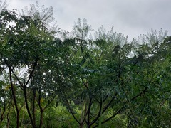 Aralia bipinnata