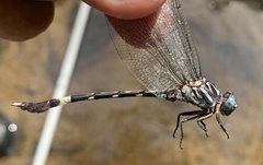 Phyllogomphoides pacificus