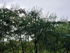 Aralia bipinnata