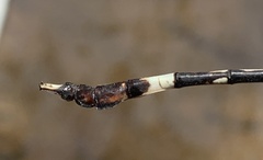 Phyllogomphoides pacificus