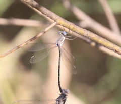 Archilestes californicus
