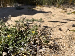 Rorippa subumbellata