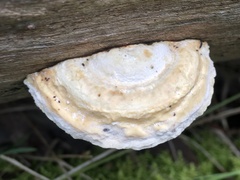 Truncospora ochroleuca