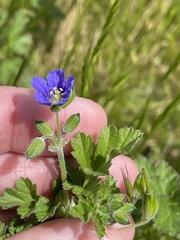 Erodium crinitum