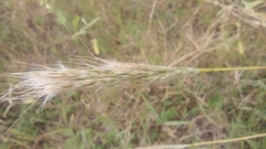 Bothriochloa barbinodis