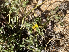 Rorippa subumbellata