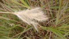 Bothriochloa barbinodis