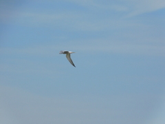 Sterna hirundo