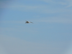 Sterna hirundo