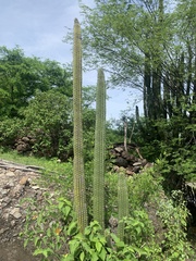 Stenocereus thurberi