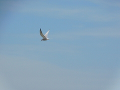 Sterna hirundo