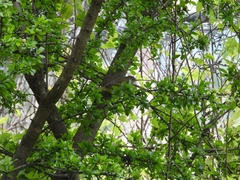 Geothlypis tolmiei
