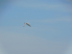 Sterna hirundo