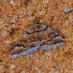 Paramelora lychnota