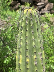 Stenocereus thurberi