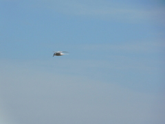 Sterna hirundo