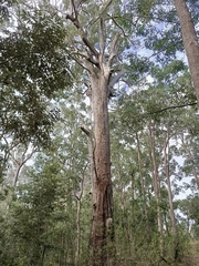 Eucalyptus pilularis