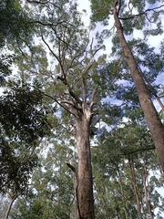 Eucalyptus pilularis