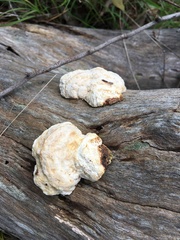 Truncospora ochroleuca