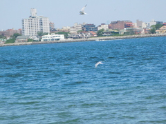 Sterna hirundo
