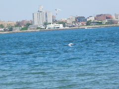 Sterna hirundo
