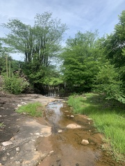 Stenocereus thurberi